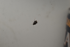 Charagochilus angusticollis