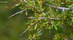 Rhamnus oleoides