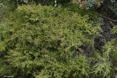 Rhamnus oleoides