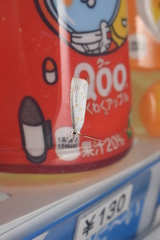 Calamotropha paludella