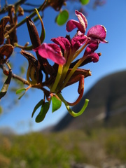 Bauhinia ramosissima