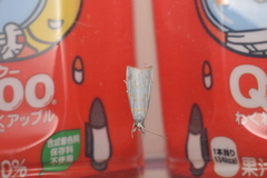 Calamotropha paludella