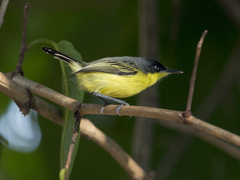 Todirostrum cinereum
