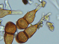Puccinia smilacis