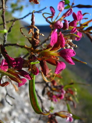 Bauhinia ramosissima