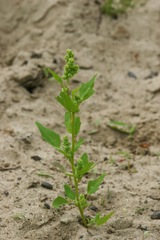 Chenopodium acerifolium