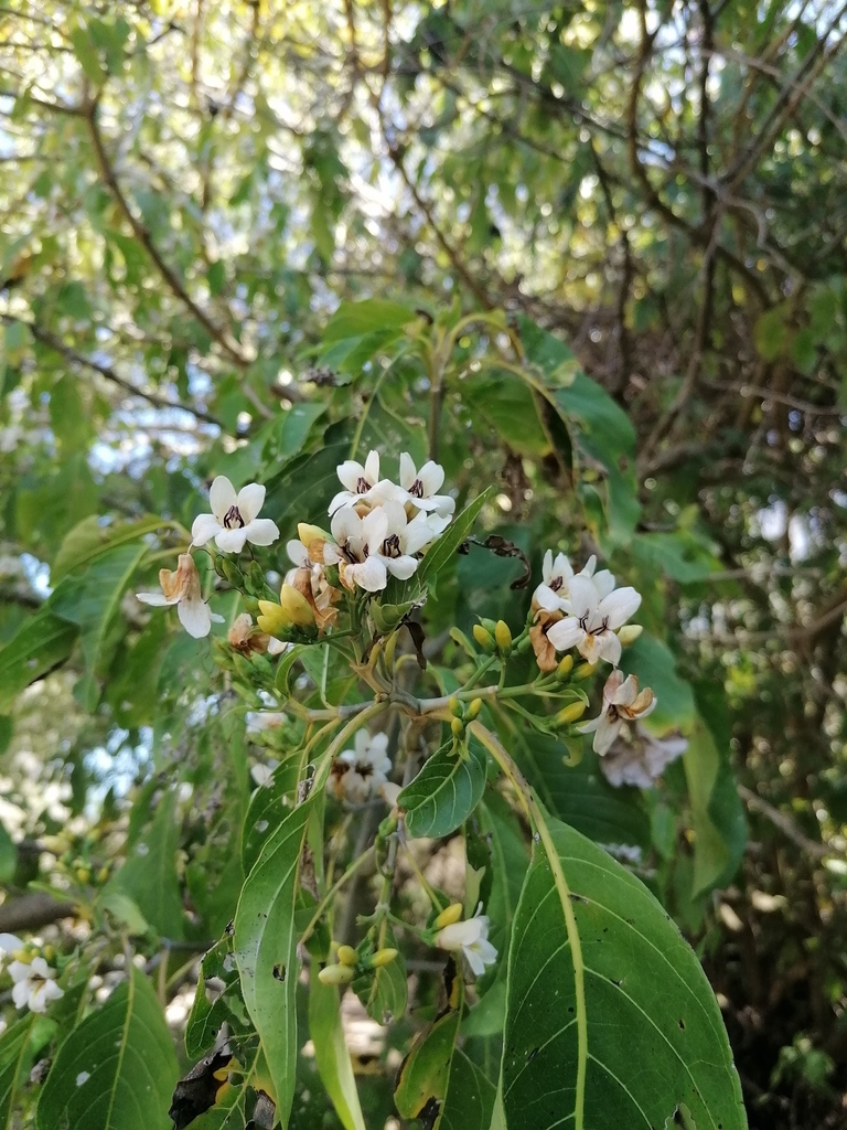 Bravaisia integerrima