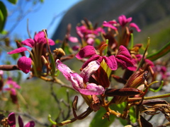 Bauhinia ramosissima