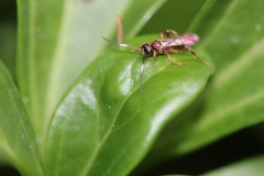 Ichneumon annulatorius