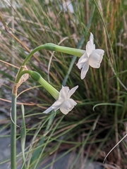 Narcissus dubius