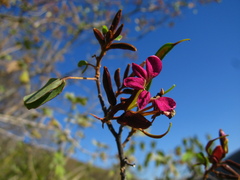 Bauhinia ramosissima