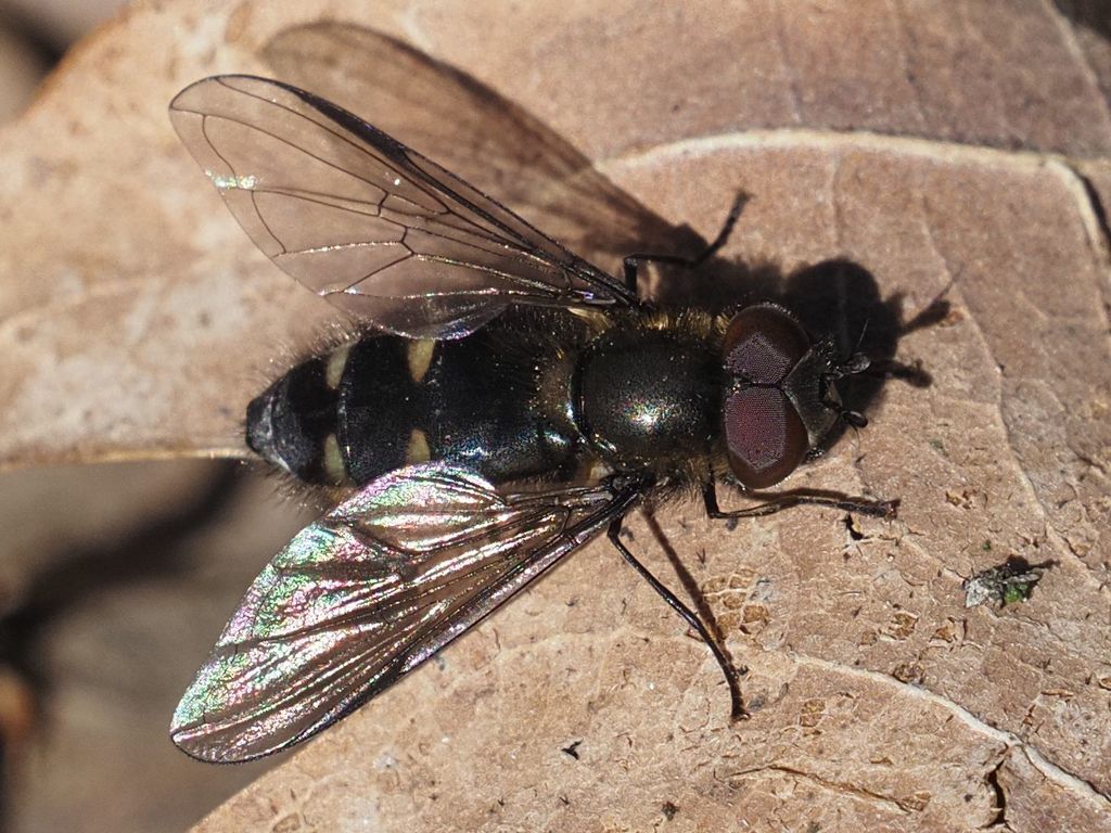Melangyna quadrimaculata
