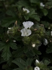 Fuertesimalva limensis
