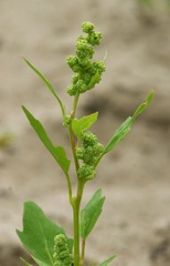 Chenopodium acerifolium