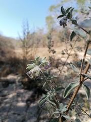 Hyptis tomentosa
