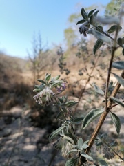 Hyptis tomentosa
