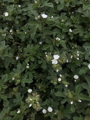 Fuertesimalva limensis