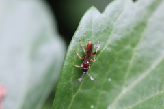 Ichneumon annulatorius