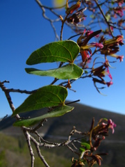Bauhinia ramosissima