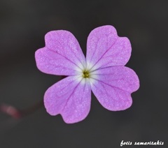 Ricotia cretica