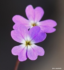 Ricotia cretica