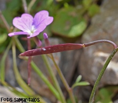 Ricotia cretica