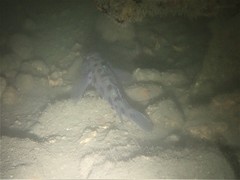 Thorogobius ephippiatus