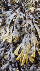 Fucus ceranoides
