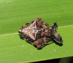 Verrucosa meridionalis