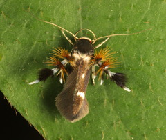 Atrijuglans hetaohei