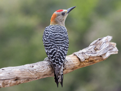 Melanerpes rubricapillus