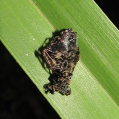 Verrucosa meridionalis