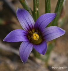 Romulea ramiflora ramiflora
