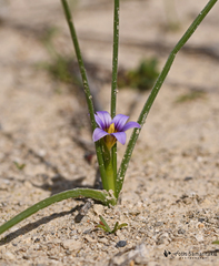 Romulea ramiflora ramiflora