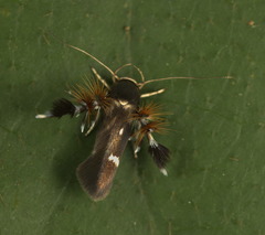 Atrijuglans hetaohei