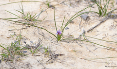 Romulea ramiflora ramiflora