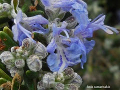 Salvia rosmarinus