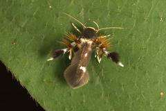 Atrijuglans hetaohei