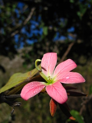 Bauhinia coulteri
