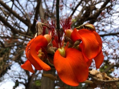 Erythrina velutina