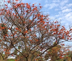Erythrina velutina