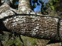Bauhinia coulteri