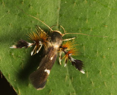 Atrijuglans hetaohei