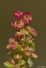Rumex bucephalophorus aegaeus