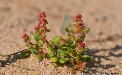 Rumex bucephalophorus aegaeus