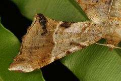 Krananda oliveomarginata