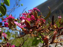 Bauhinia ramosissima