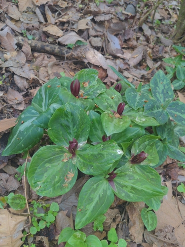 Mississippi River wakerobin