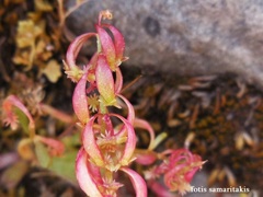 Rumex bucephalophorus