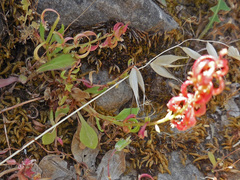 Rumex bucephalophorus